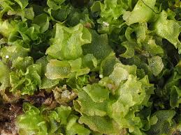 Attēlu rezultāti vaicājumam “Fossombronia wondraczekii spores”