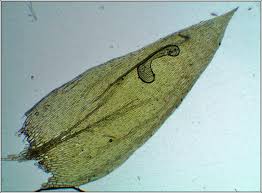 Attēlu rezultāti vaicājumam “Plagiothecium succulentum”