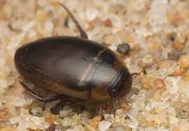 Attēlu rezultāti vaicājumam “Hydaticus transversalis”