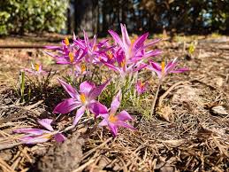 Attēlu rezultāti vaicājumam “Crocus tommasinianus flower”