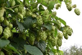 Attēlu rezultāti vaicājumam “Humulus lupulus fruit”