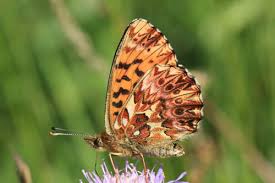 Attēlu rezultāti vaicājumam “Boloria titania underside”