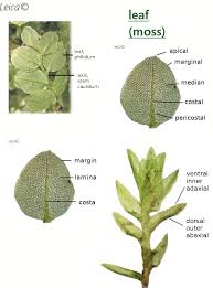 Attēlu rezultāti vaicājumam “Leiocolea collaris”
