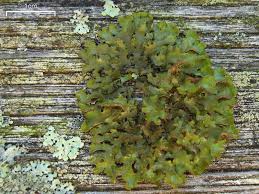 Attēlu rezultāti vaicājumam “Tuckermannopsis chlorophylla”