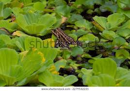 Attēlu rezultāti vaicājumam “Pelophylax adult”