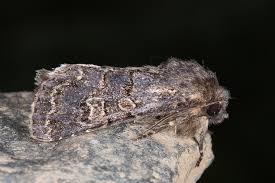 Attēlu rezultāti vaicājumam “Tholera cespitis”