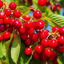 Attēlu rezultāti vaicājumam “Cerasus fruit”