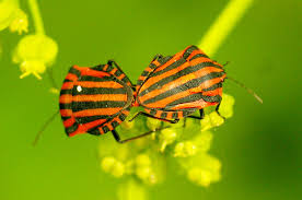 Attēlu rezultāti vaicājumam “Graphosoma lineatum”