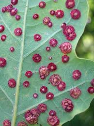 Attēlu rezultāti vaicājumam “Neuroterus albipes”