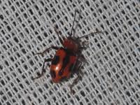 Attēlu rezultāti vaicājumam “Alticinae”