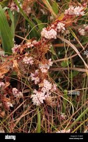 Attēlu rezultāti vaicājumam “Cuscuta epithymum subsp. trifolii flower”