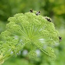 Attēlu rezultāti vaicājumam “Angelica archangelica leaf”