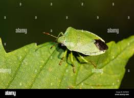 Attēlu rezultāti vaicājumam “Palomena prasina imago”