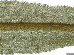 Attēlu rezultāti vaicājumam “Dichodontium pellucidum”