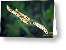 Attēlu rezultāti vaicājumam “Yponomeutidae”