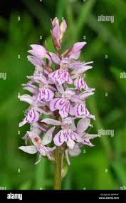 Attēlu rezultāti vaicājumam “Dactylorhiza fuchsii bud”