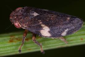 Attēlu rezultāti vaicājumam “Aphrophoridae imago”