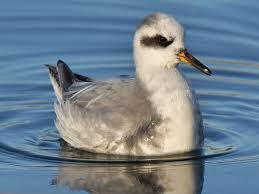 Attēlu rezultāti vaicājumam “Phalaropus fulicarius adult”