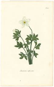 Attēlu rezultāti vaicājumam “Anemone sylvestris fruit”