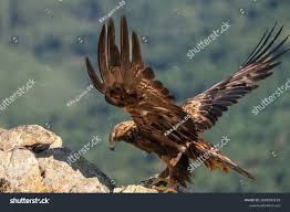 Attēlu rezultāti vaicājumam “Aquila chrysaetos”