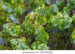 Attēlu rezultāti vaicājumam “Celastrus flagellaris”