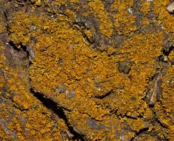 Attēlu rezultāti vaicājumam “Xanthoria candelaria”