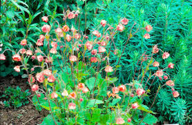 Attēlu rezultāti vaicājumam “Galium rivale leaf”