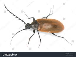 Attēlu rezultāti vaicājumam “Pseudocistela ceramboides”