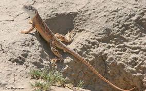 Attēlu rezultāti vaicājumam “Lycogala leopardinum sessile”