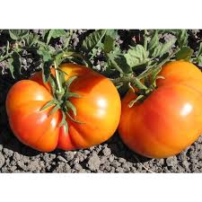 Afbeeldingsresultaat voor northern lights tomato