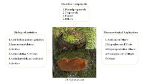Attēlu rezultāti vaicājumam “Phellinus”
