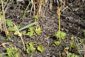 Attēlu rezultāti vaicājumam “Botrychium multifidum”