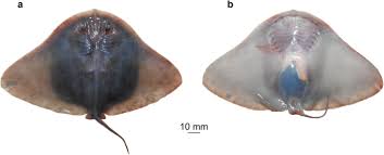 Image result for Gymnura natalensis