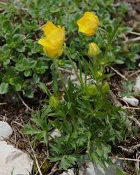Attēlu rezultāti vaicājumam “Ranunculus bulbosus”