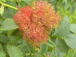 Attēlu rezultāti vaicājumam “Diplolepis rosae”