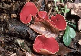 Attēlu rezultāti vaicājumam “Sarcoscypha austriaca”