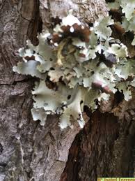 Attēlu rezultāti vaicājumam “Parmelina tiliacea”