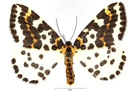 Attēlu rezultāti vaicājumam “Abraxas grossulariata larva”