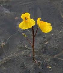 Image result for Utricularia