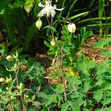 Attēlu rezultāti vaicājumam “Aquilegia vulgaris leaf”