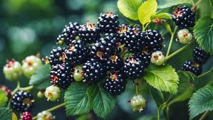 Attēlu rezultāti vaicājumam “Rubus nessensis leaf”