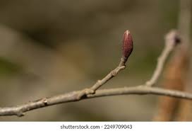 Attēlu rezultāti vaicājumam “Alnus incana bud”