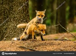 Attēlu rezultāti vaicājumam “Vulpes vulpes  adult”