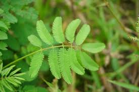 Image result for pohon semalu images