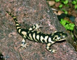 Attēlu rezultāti vaicājumam “Diderma tigrinum macro”