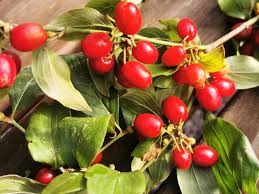 Attēlu rezultāti vaicājumam “Cornus mas fruit”