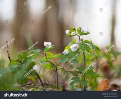 Attēlu rezultāti vaicājumam “Isopyrum thalictroides leaf”
