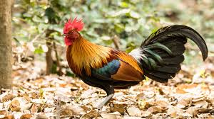 Attēlu rezultāti vaicājumam “Gallus male”