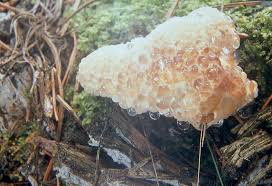 Attēlu rezultāti vaicājumam “Postia guttulata”