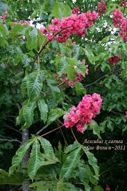 Attēlu rezultāti vaicājumam “Aesculus x hybrida bud”